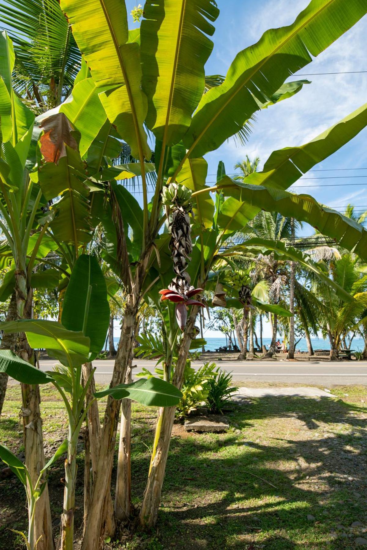 Casa Blanca Beachfront House With Shared Pool Access Pangea Lodge Manzanillo  Bagian luar foto